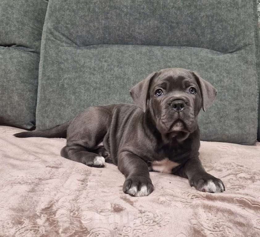 Собаки в других городах Краснодарского края: Малыши  Мальчик, Бесплатно - фото 5