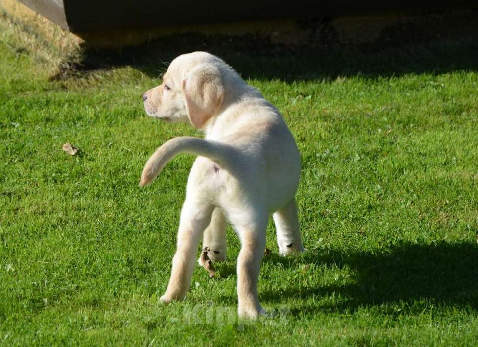 Собаки в Твери: Лабрадорчики - палевые малыши Мальчик, 35 000 руб. - фото 5