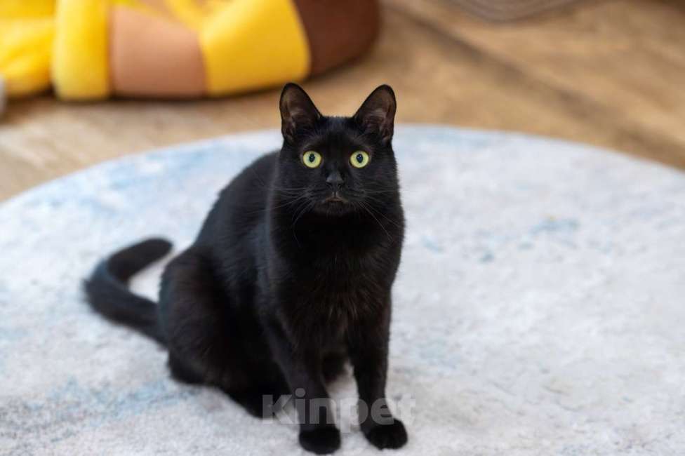 Кошки в Москве: кошка Багира в добрые руки Девочка, Бесплатно - фото 4