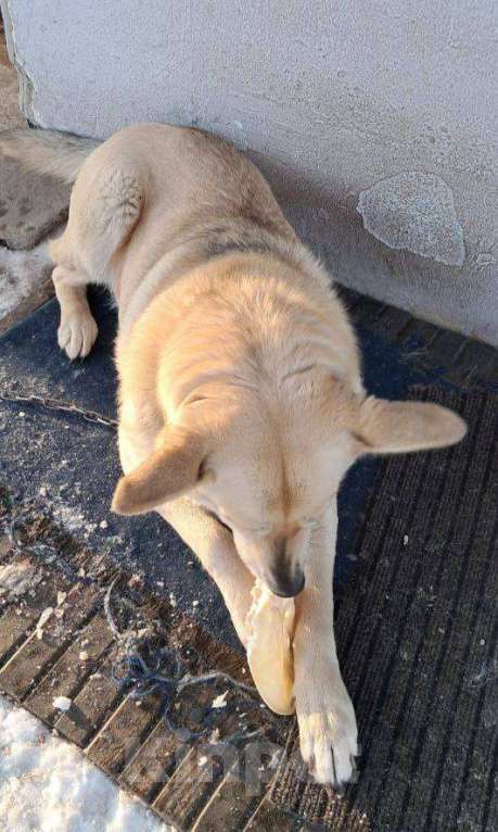 Собаки в других городах Владимирской области: Добрая Пальмочка в поисках дома! Девочка, Бесплатно - фото 2