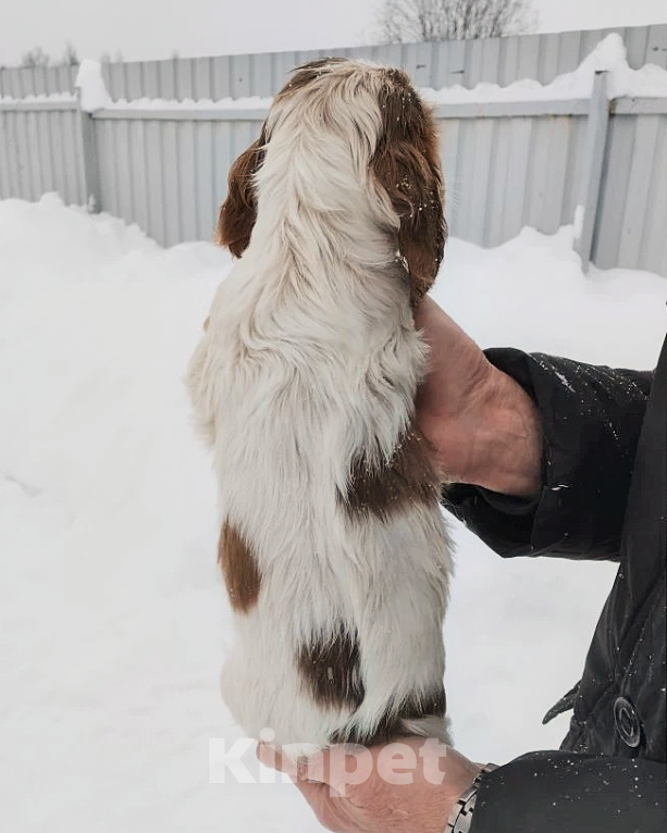 Собаки в Переславле-Залесском: Щенок английского кокера редкого окраса. Девочка, 40 000 руб. - фото 1