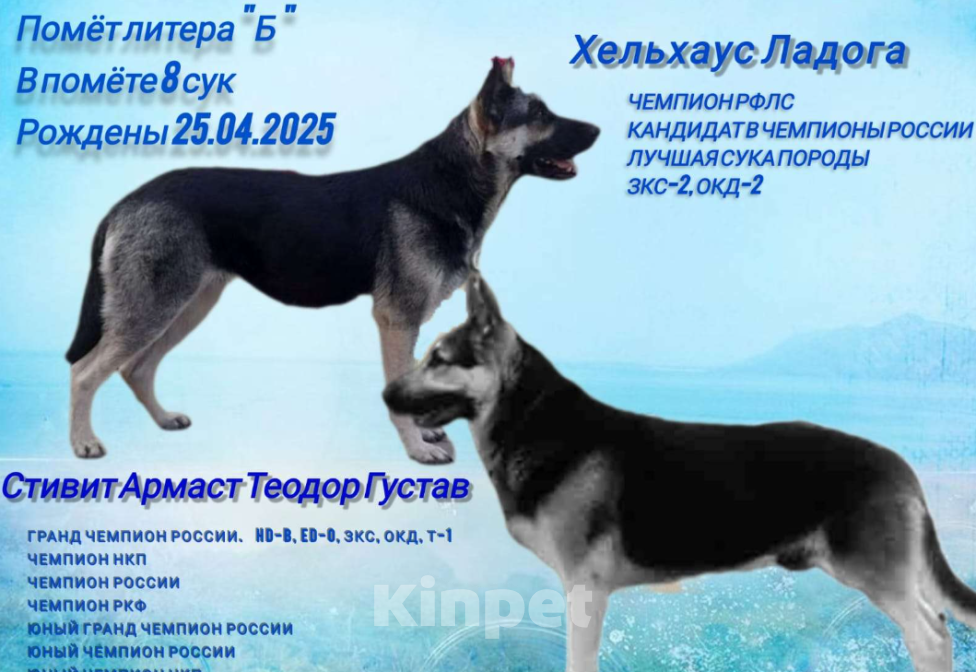 Собаки в Москве: Шенк  вео девочки Девочка, 50 000 руб. - фото 1