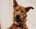 Собаки в Химках: Бобрик ищет дом Мальчик, Бесплатно - фото 2