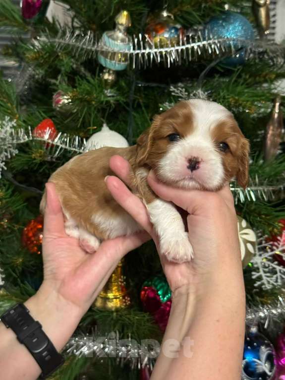Собаки в Владимире: Щенки Кавалер Кинг Чарльз Спаниеля РКФ Мальчик, 90 000 руб. - фото 7