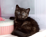 Кошки в Мурином: Британская кошечка окраса черный черепаховый Девочка, 30 000 руб. - фото 4