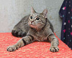Кошки в Санкт-Петербурге: Ищет дом молодой тигровый котик Сема Мальчик, 10 руб. - фото 2