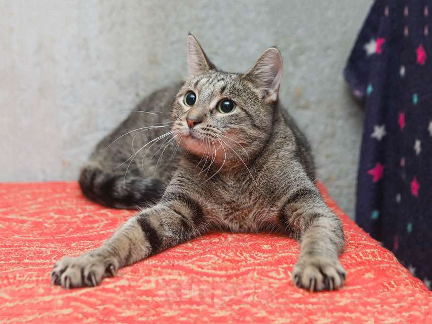 Кошки в Санкт-Петербурге: Ищет дом молодой тигровый котик Сема Мальчик, 10 руб. - фото 2