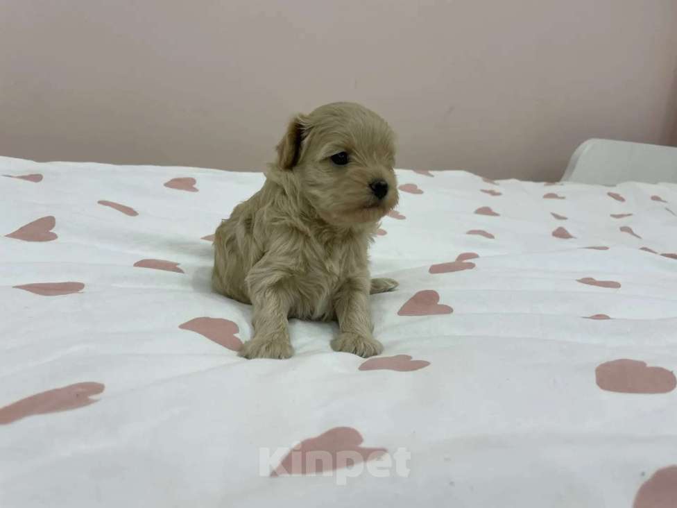 Собаки в Краснодаре: Продаю мальтипу  f1, дата рождения 28.12.2025. Мама мальтийская болонка, папа той пудель Китай Девочка, 80 000 руб. - фото 4