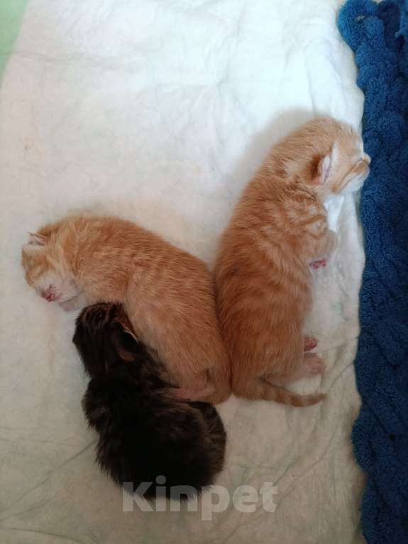 Кошки в Москве: Котята для бронирования Мальчик, Бесплатно - фото 3