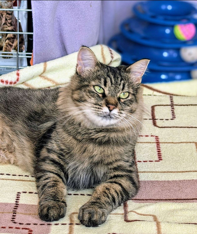 Кошки в Москве: Ласковая кошечка Анфиса ищет семью Девочка, Бесплатно - фото 8