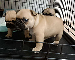 Собаки в Уфе: Открыта бронь на чистокровных щенков французского бульдога Мальчик, 40 000 руб. - фото 4