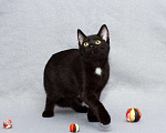 Кошки в Камызяке: Котенок, 10 руб. - фото 2