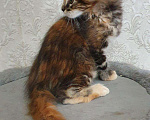 Кошки в Ливны: Котята мейн-кун, 20 000 руб. - фото 7
