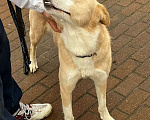 Собаки в Ногинске: Собака в добрые руки Девочка, Бесплатно - фото 3
