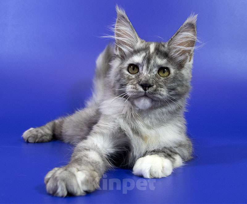 Кошки в Москве: Котенок мейн кун Девочка, Бесплатно - фото 2