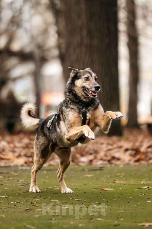 Собаки в Москве: Удивительная Текила ищет дом Девочка, Бесплатно - фото 6