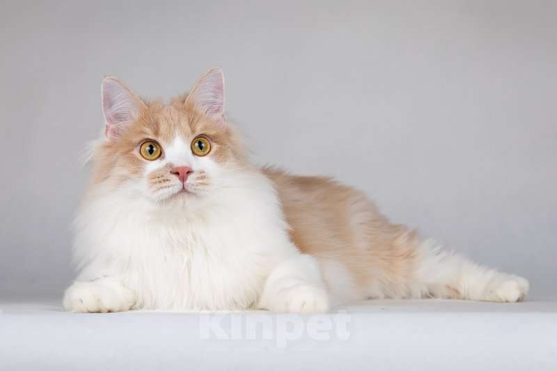 Кошки в Москве: Пирожок - котик, который улыбается. Мальчик, Бесплатно - фото 4