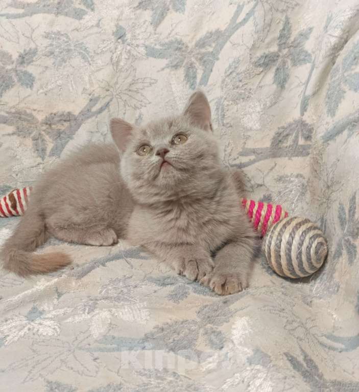 Кошки в Москве: Прямоухий  котенок лилового окраса Девочка, 20 000 руб. - фото 6