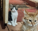Кошки в Симферополе: Отдаю котят в хорошие руки Мальчик, Бесплатно - фото 1