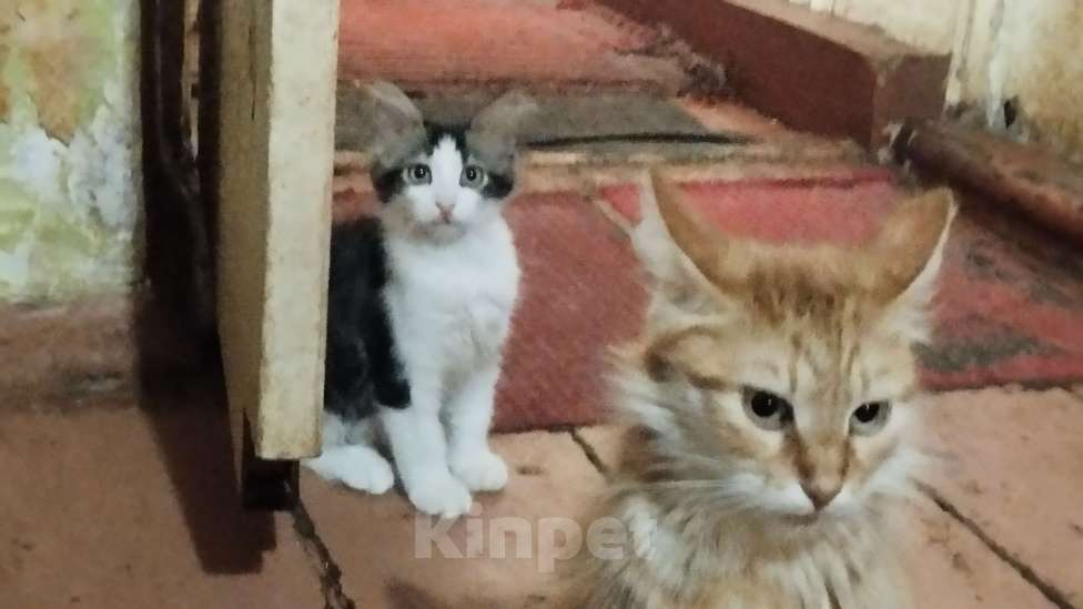 Кошки в Симферополе: Отдаю котят в хорошие руки Мальчик, Бесплатно - фото 1