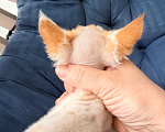 Кошки в Томске: Кошечка девонрекс Девочка, 65 000 руб. - фото 3