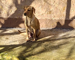 Собаки в Севастополе: Срочно ищем хозяина Собаки Девочка, 1 руб. - фото 4