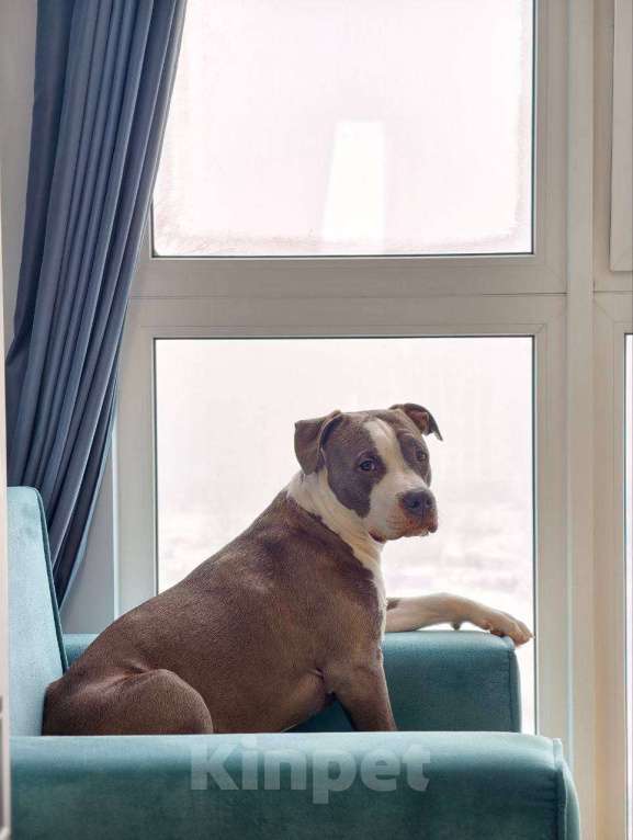 Собаки в Москве: Фродо ищет новый дом Мальчик, 20 000 руб. - фото 6