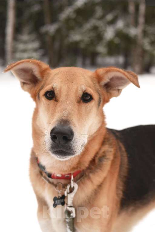 Собаки в Москве: Метис русской гончей ищет дом Мальчик, Бесплатно - фото 2