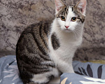 Кошки в Москве: Шикарные молодые котики и кошечки (1 г.) в дар Девочка, Бесплатно - фото 9