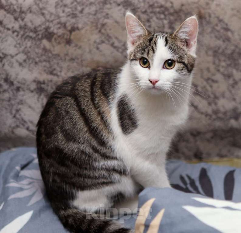 Кошки в Москве: Шикарные молодые котики и кошечки (1 г.) в дар Девочка, Бесплатно - фото 7