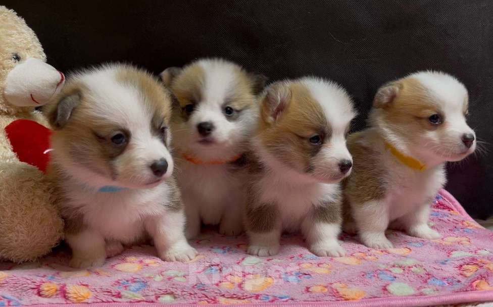 Собаки в других городах Московской области: Вельш корги пемброк чудесные девочки Девочка, 50 000 руб. - фото 2