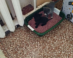 Кошки в Волгодонске: Ласковая девочка Девочка, Бесплатно - фото 3