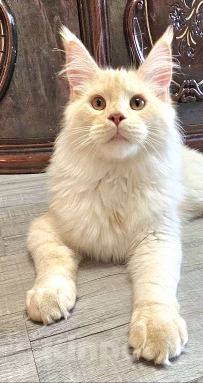 Кошки в Красноярске: Котик мейн-кун  Мальчик, Бесплатно - фото 5