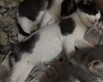 Кошки в Ростове-на-Дону: Котята живут на улице, ищут добрые руки Разнополые, Бесплатно - фото 2
