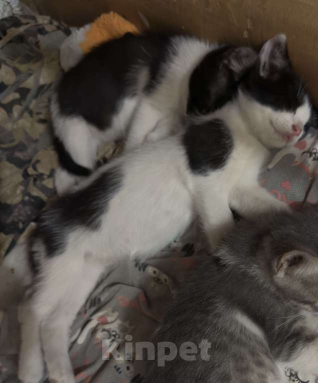Кошки в Ростове-на-Дону: Котята живут на улице, ищут добрые руки Разнополые, Бесплатно - фото 2