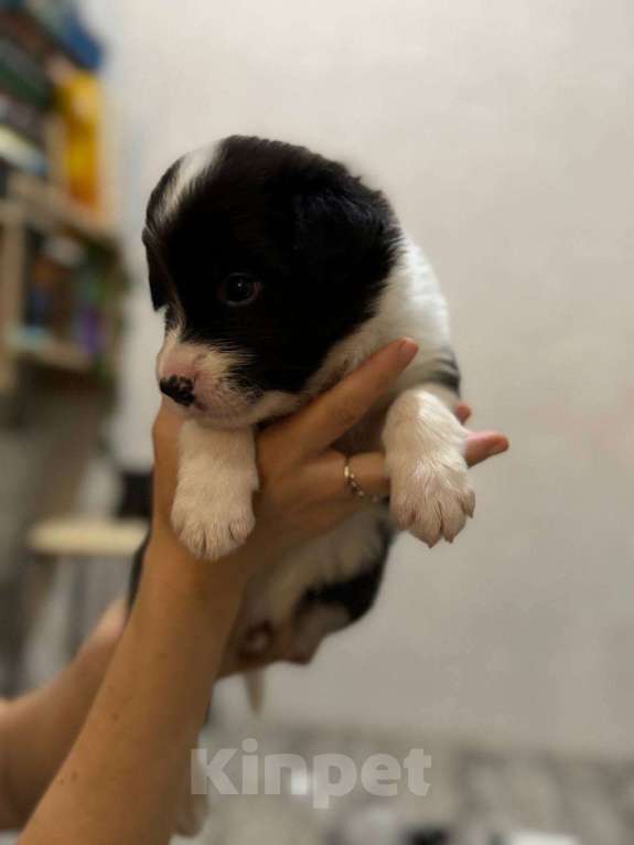 Собаки в Самаре: Мальчик Мальчик, 80 000 руб. - фото 3