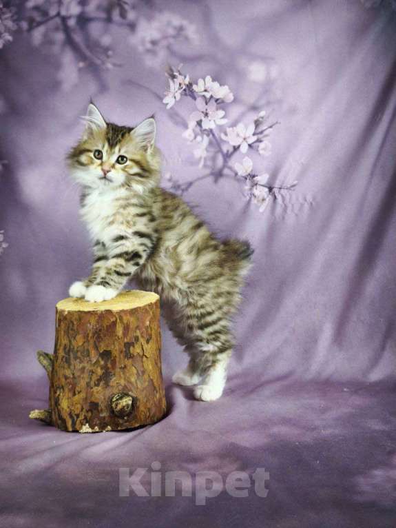 Кошки в Егорьевске: Котята курильского бобтейла Мальчик, Бесплатно - фото 7