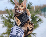Кошки в Москве: Бенгальский котик Грей Мальчик, 50 000 руб. - фото 5