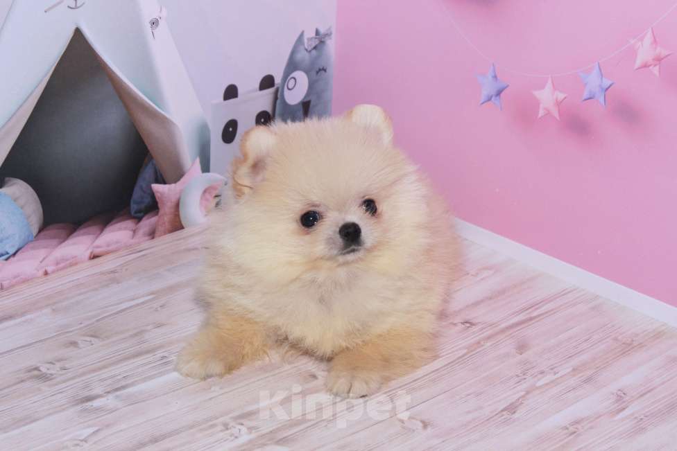 Собаки в Москве: Вязка кремовый померанский шпиц Мальчик, 2 500 руб. - фото 3