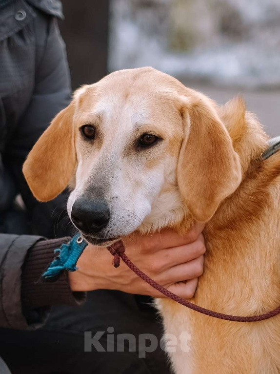 Собаки в Санкт-Петербурге: Красавица Рикки из приюта ищет дом Девочка, Бесплатно - фото 1