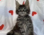 Кошки в Калуге: Котенок мейн-кун  Девочка, 30 000 руб. - фото 4