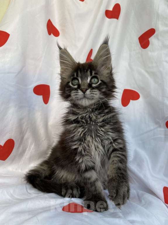 Кошки в Калуге: Котенок мейн-кун  Девочка, 30 000 руб. - фото 4