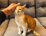 Кошки в Серпухове: Котенок Мальчик, Бесплатно - фото 7