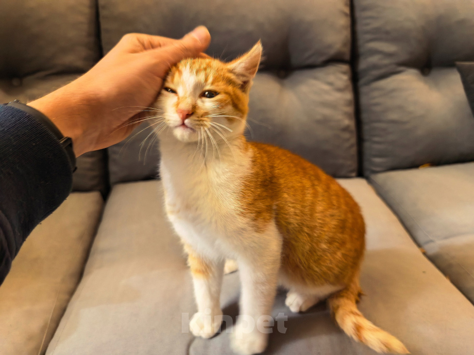 Кошки в Серпухове: Котенок Мальчик, Бесплатно - фото 7