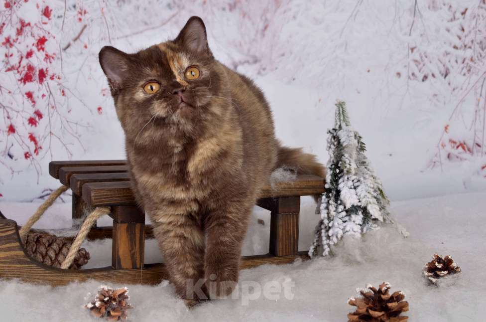 Кошки в Санкт-Петербурге: Британская кошечка шоколадного черепахового окраса Девочка, 45 000 руб. - фото 4