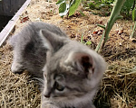 Кошки в Ульяновске: Котенок в добрые руки Девочка, Бесплатно - фото 3