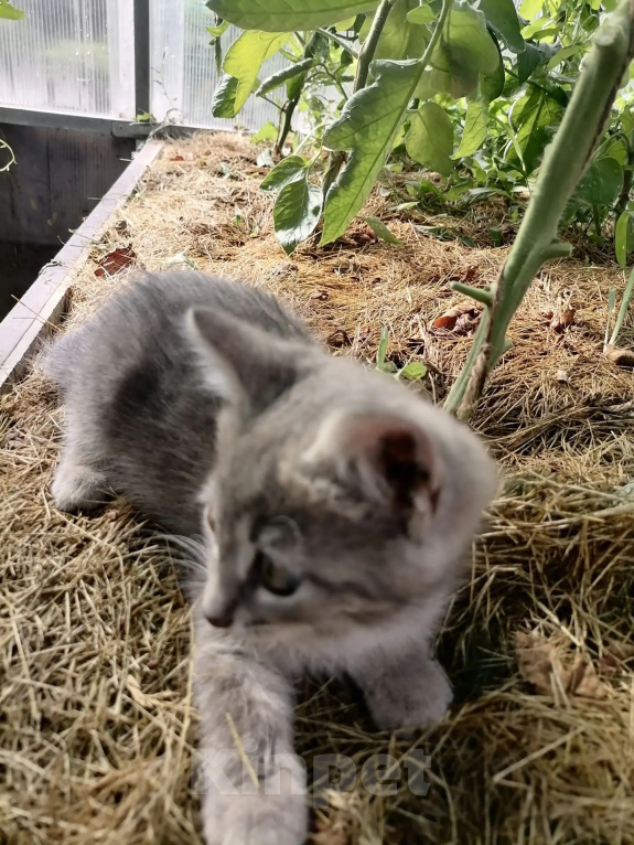 Кошки в Ульяновске: Котенок в добрые руки Девочка, Бесплатно - фото 3