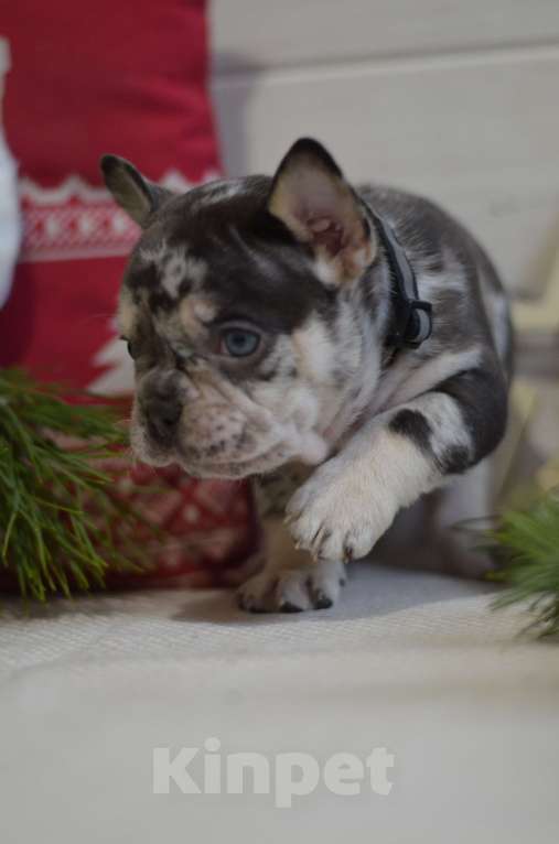 Собаки в Москве: Мраморный щенок Мальчик, 80 000 руб. - фото 1