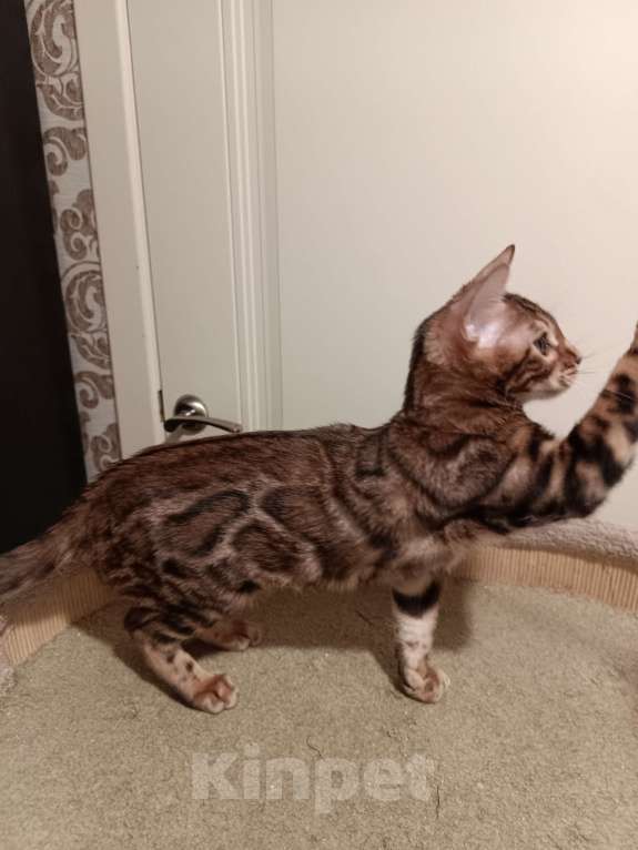 Кошки в Лыткарино: Бенгальский котенок девочка Линда с документами  Девочка, 12 000 руб. - фото 6