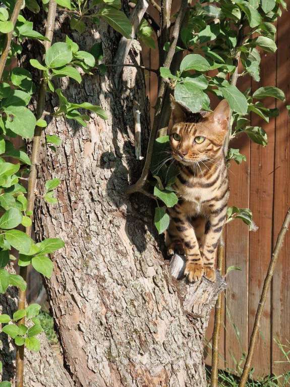 Кошки в Краснокамске: Киса Рыся 3 года потерялась Девочка, 25 000 руб. - фото 4